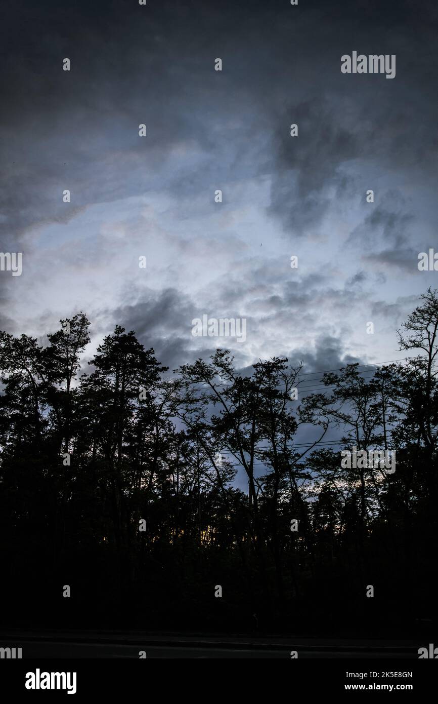 silhouette d'arbres en soirée et ciel bas houleux. Banque D'Images