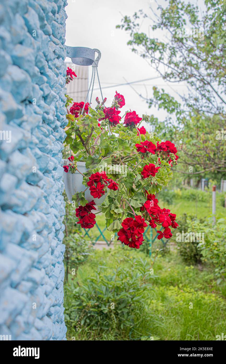 fleurir le pélargonium rouge dans un pot de fleurs accroché au mur de la maison. Banque D'Images