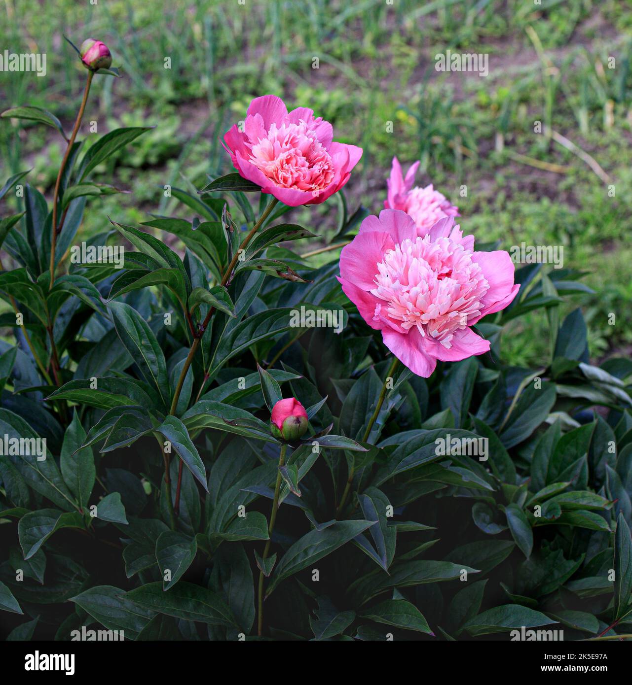 bush aux pivoines roses sur fond flou. Banque D'Images