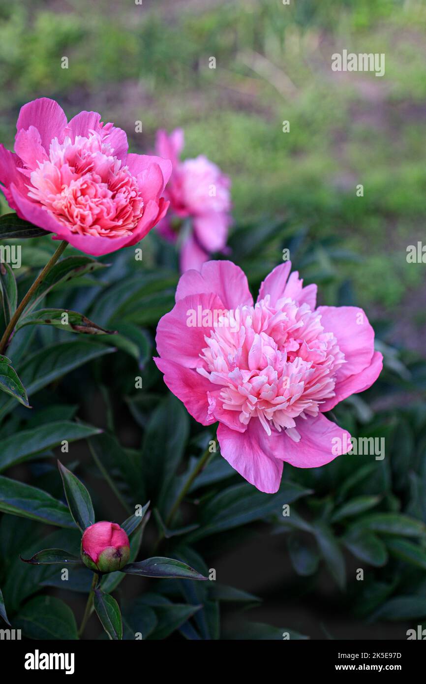 bush aux pivoines roses sur fond flou. Banque D'Images