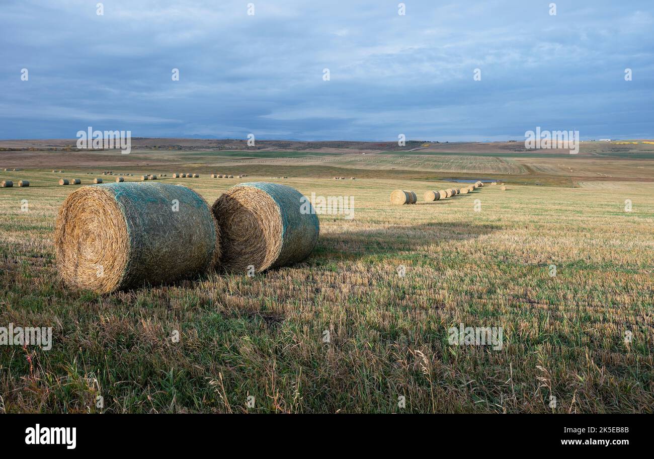 Balles rondes de paille dans un champ de blé près de Cochrane (Alberta) Banque D'Images