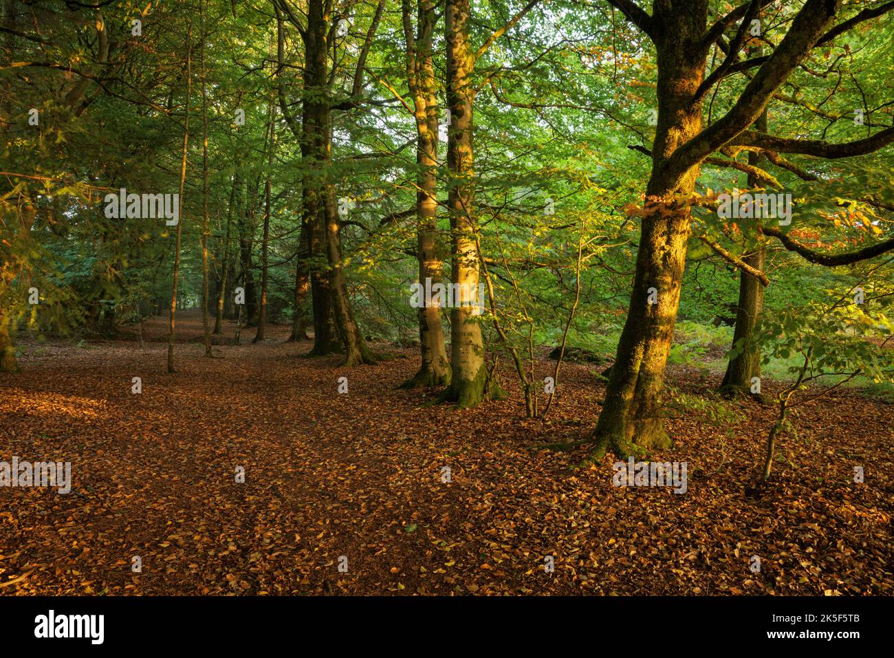 Forêt ensoleillée près de Trellech, pays de Galles. Banque D'Images