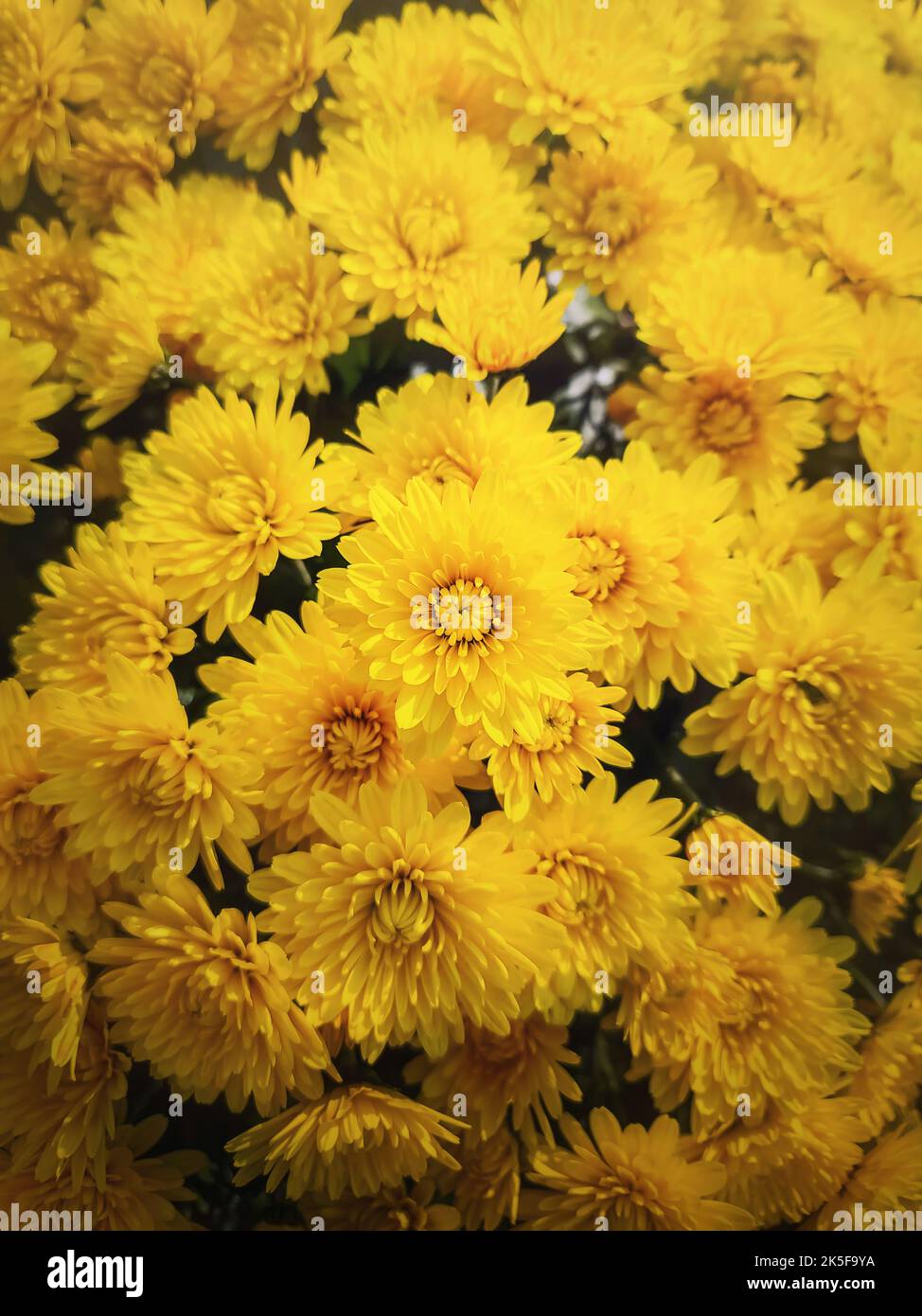 Texture des fleurs de chrysanthème jaune. Magnifique fond vertical fleuri Banque D'Images