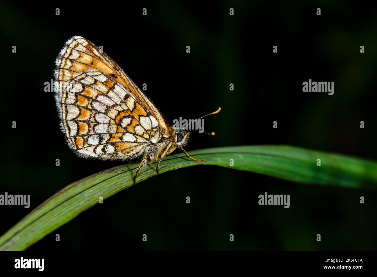 Heath fritillary Banque D'Images