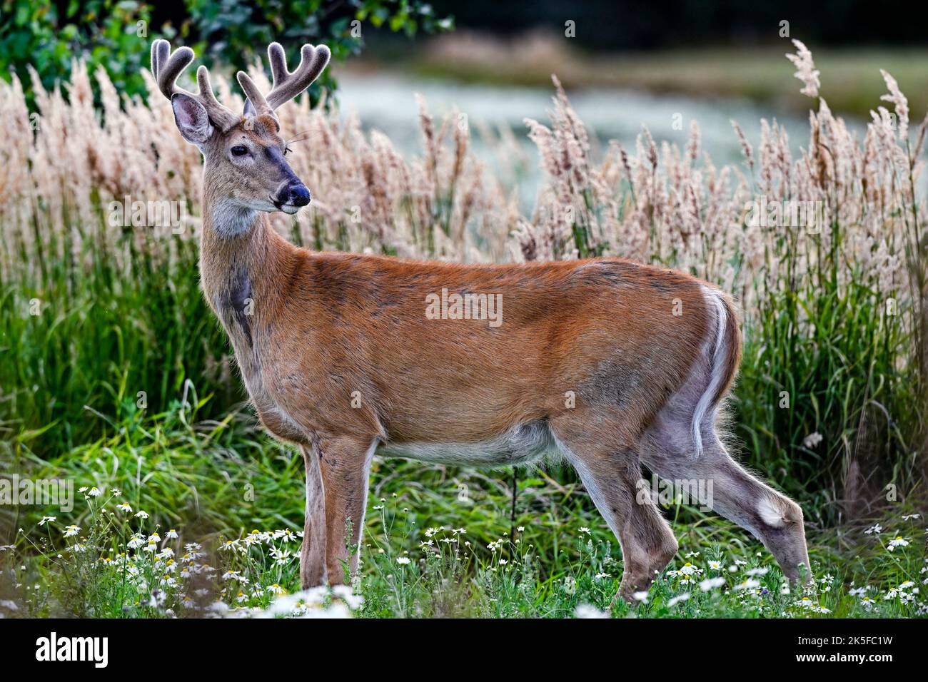 White-tailed deer buck à regal. Banque D'Images