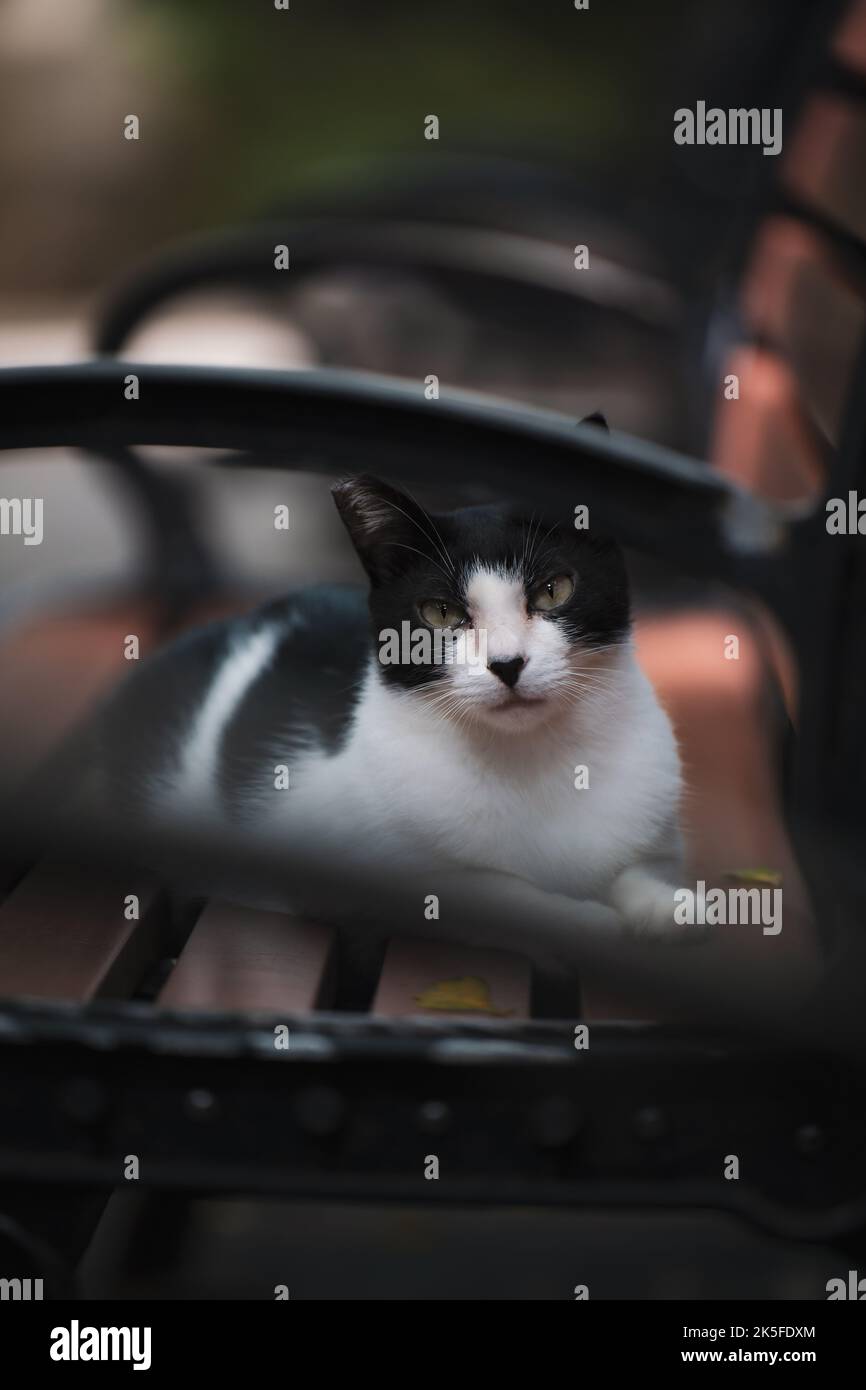 Photo verticale d'un adorable chat noir et blanc allongé sur un banc dans un parc Banque D'Images