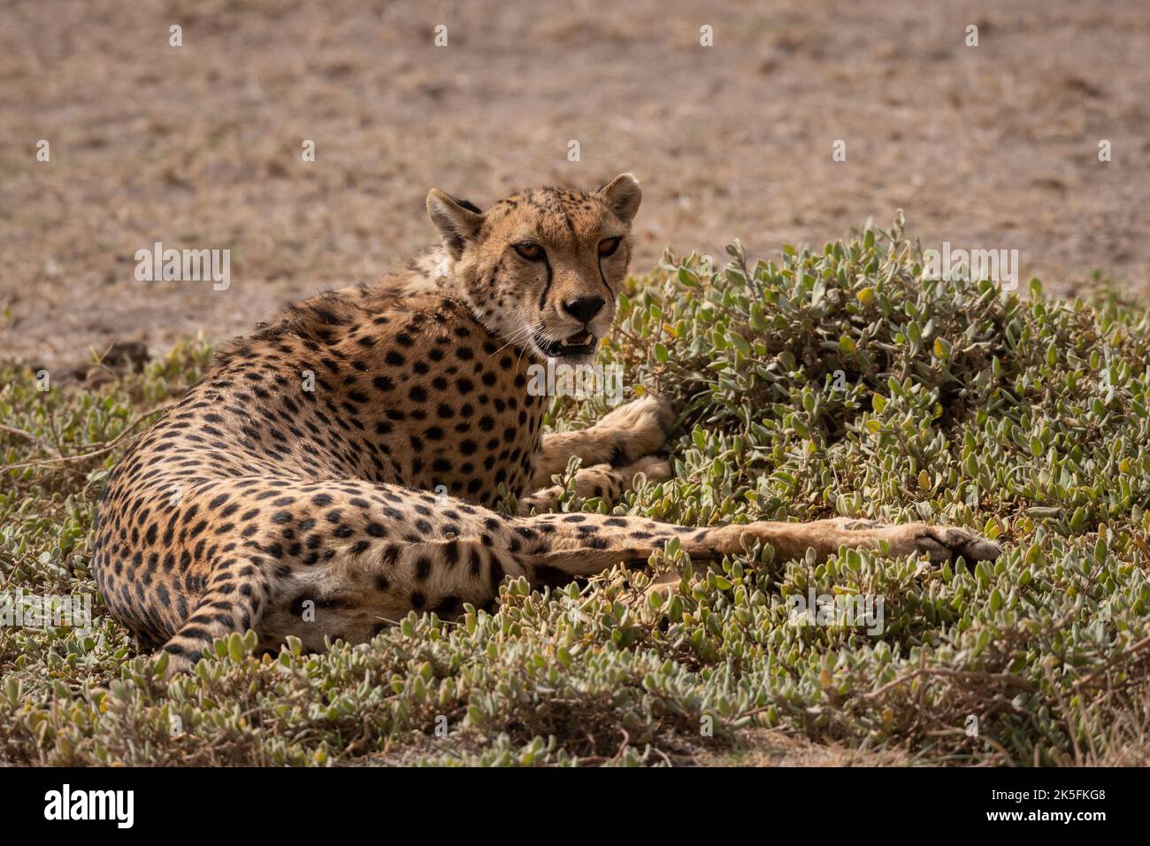 Cheetah, Acinonyx jubatus), Felidae, Parc national d'Amboseli, Kenya, Afrique Banque D'Images