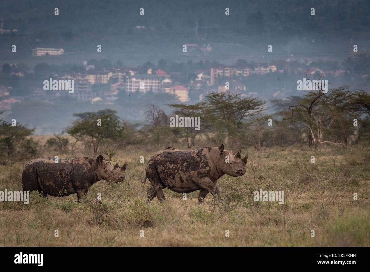Black Rhino, Dicerus bicornis, Rhinocerotidae, Parc national du lac Nakuru, Kenya, Afrique Banque D'Images