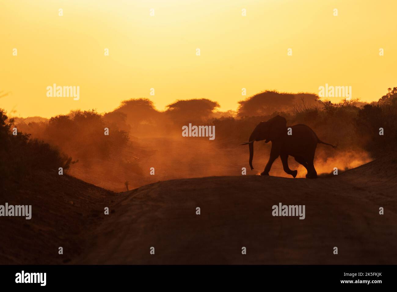 Éléphant d'Afrique, Loxodonta africana, Elephantidae, Parc national de l'est du Tsavo, Kenya, Afrique Banque D'Images