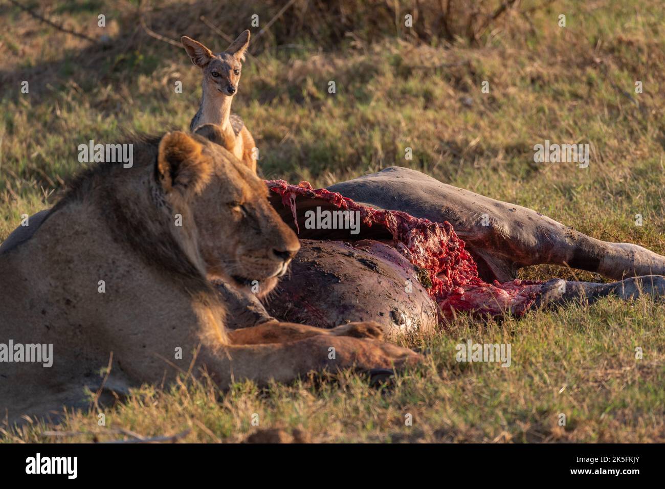 Prédation du lion, Panthera leo, Felidae, Parc national de Tsavo East, Kenya, Afrique Banque D'Images