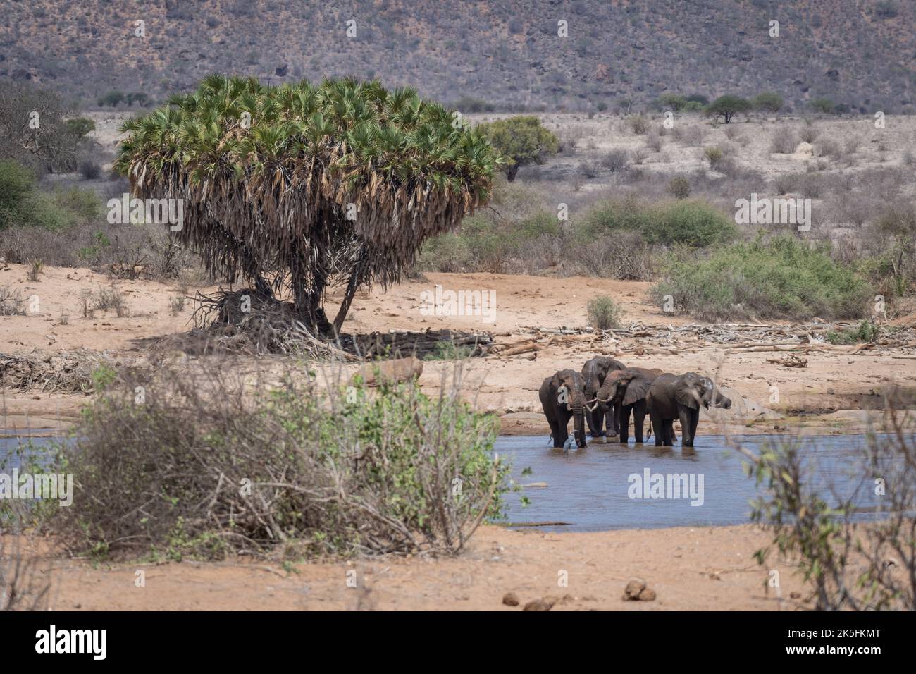 Éléphant d'Afrique, Loxodonta africana, Elephantidae, Parc national de l'est du Tsavo, Kenya, Afrique Banque D'Images