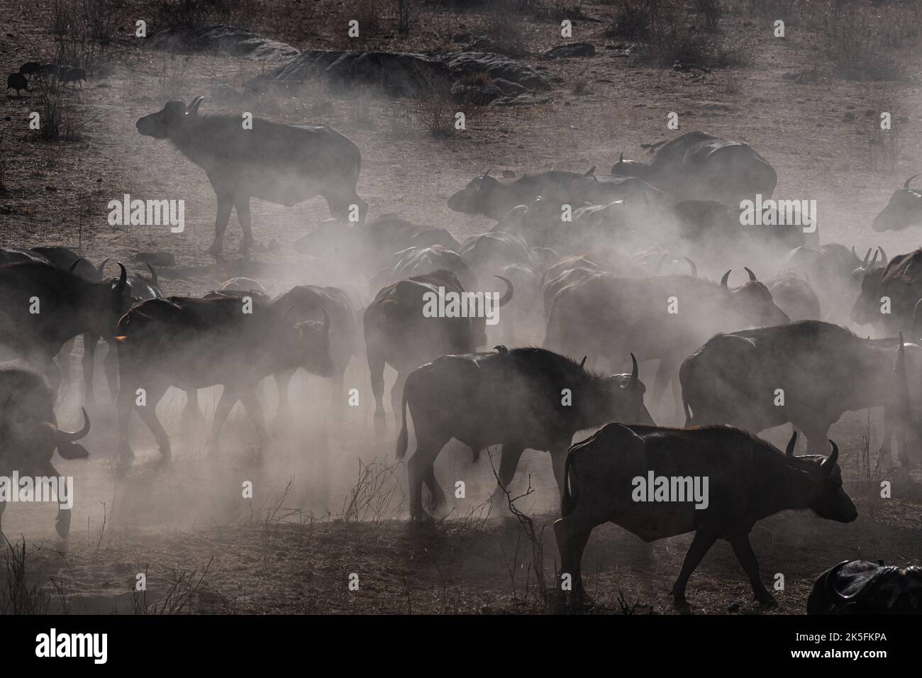 Buffle africain, Syncerus caffer caffer, Bovidae, Hippo, Parc national de l'est de Tsavo, Kenya, Afrique Banque D'Images