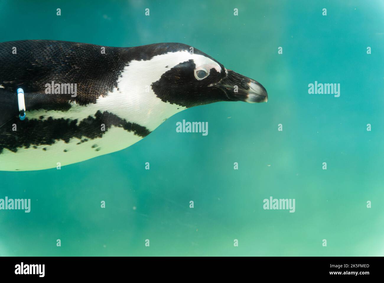 Pingouin africain (Spheniscus demersus), également connu sous le nom de pingouin du Cap ou pingouin sud-africain Banque D'Images