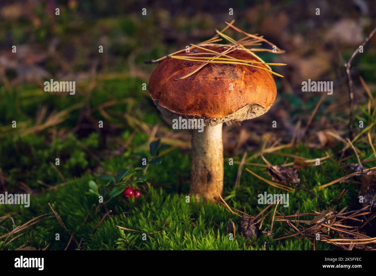 Grand beau champignon boletus sur une verrière de forêt en automne. Banque D'Images