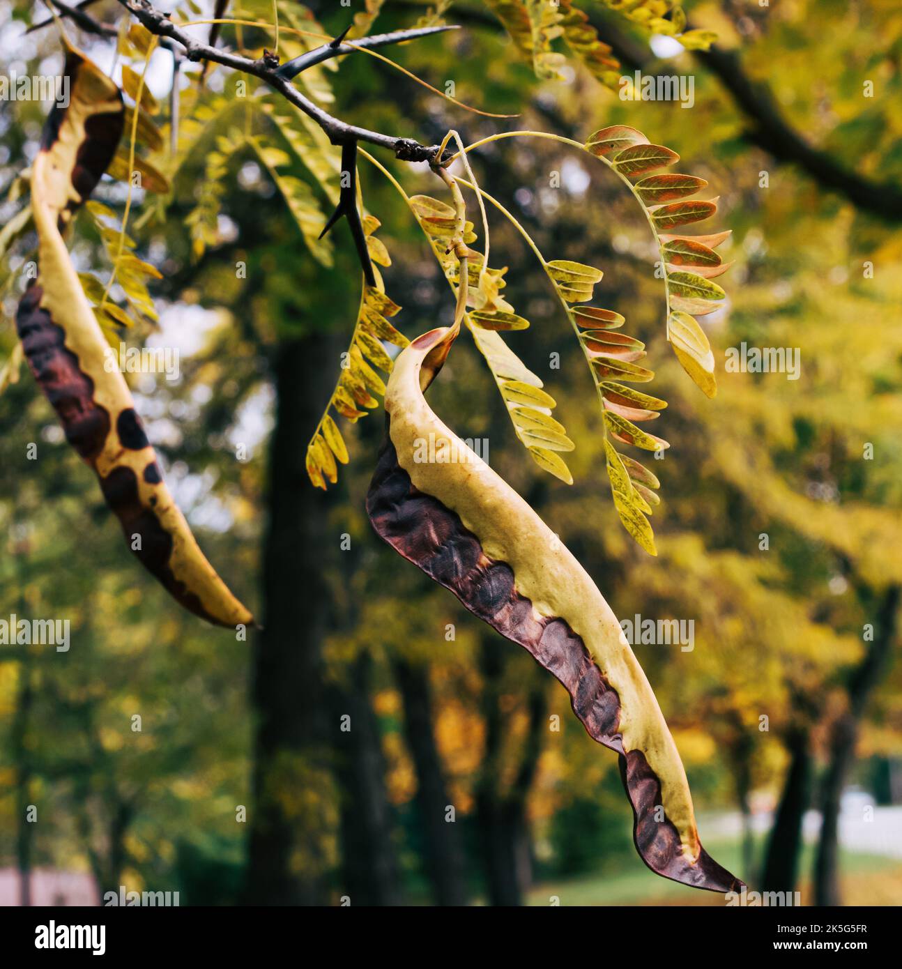 Parc, pods sur un arbre, peint avec des couleurs d'automne. Banque D'Images