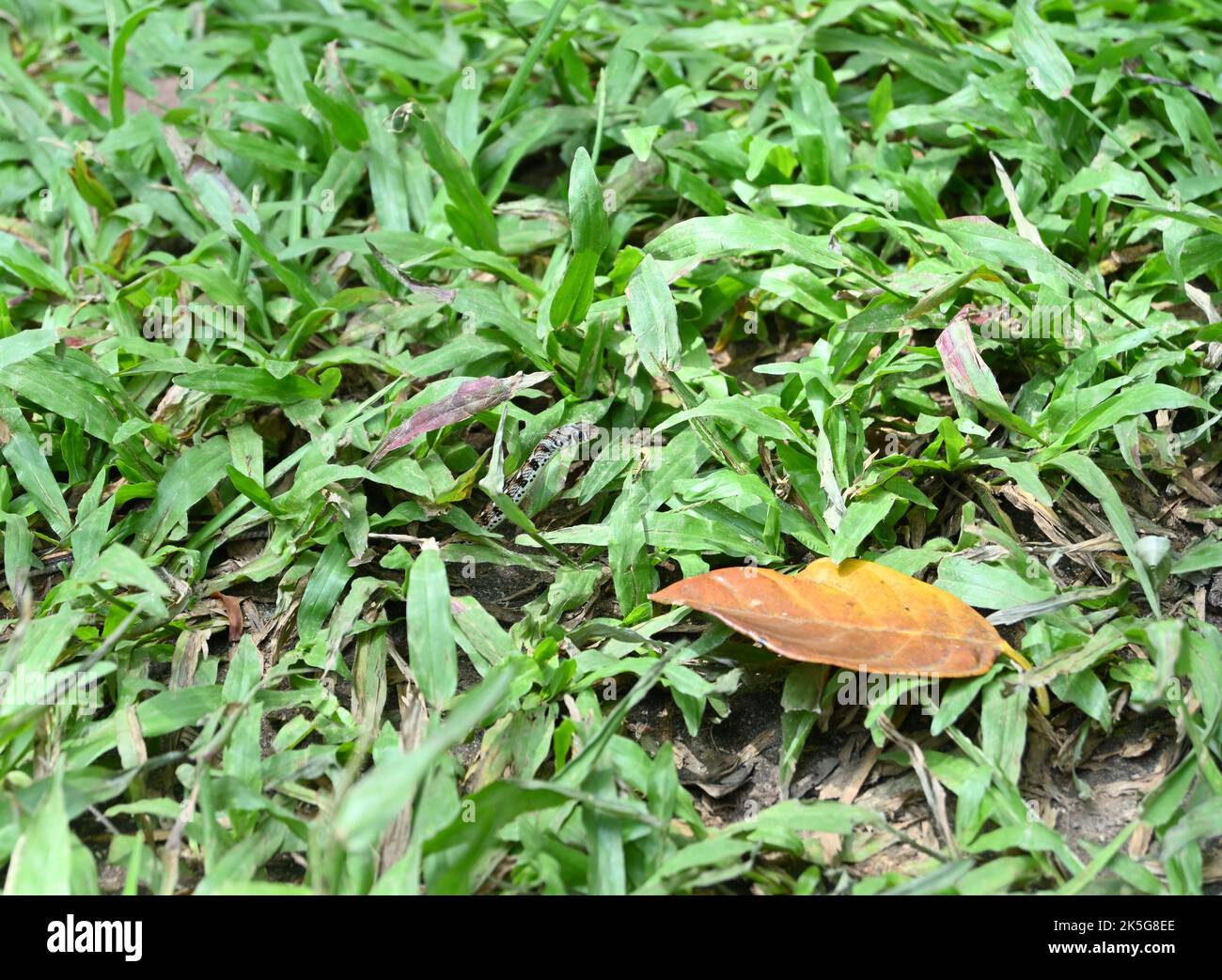 La vue latérale d'une tête légèrement élevée d'un petit serpent à dos de chamois rayé ou d'un serpent Aharakukka (Amphiesma Stolatum) est un camouflage entre les plantes d'herbe Banque D'Images