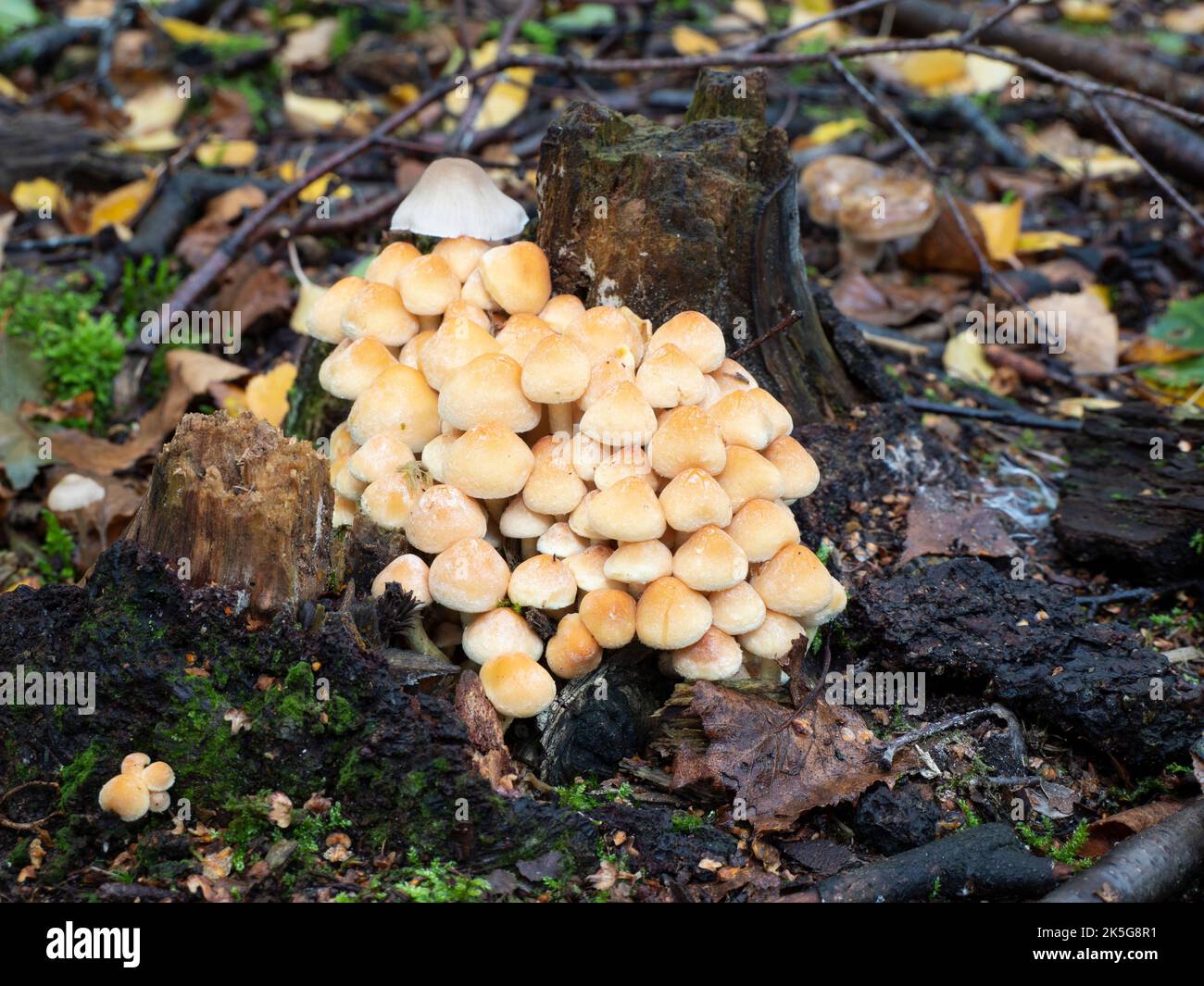 Un groupe de la tête commune de soufre avec le nom latin Hypholoma fasciculare Banque D'Images