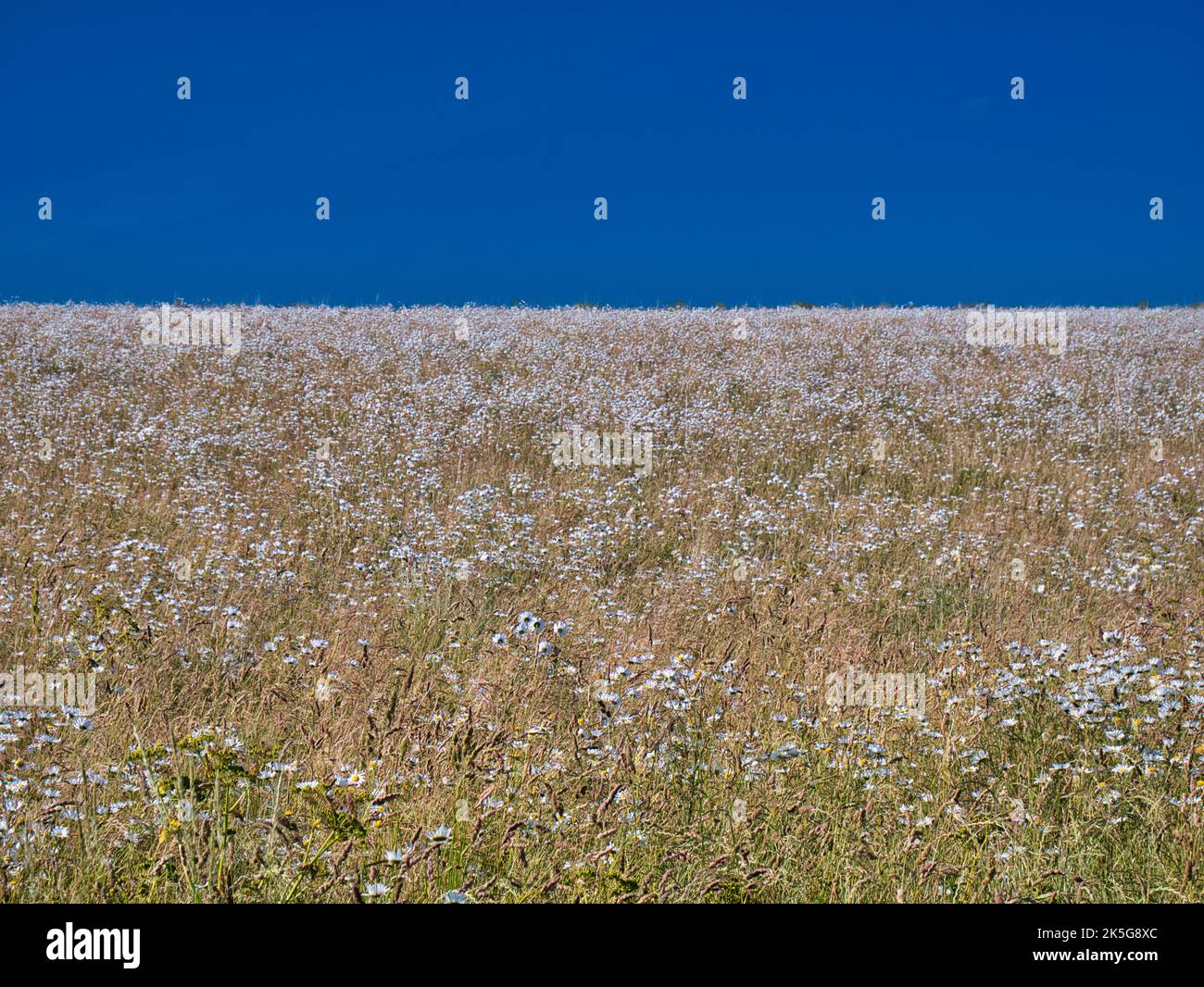 Un champ de fleurs sauvages contre un ciel bleu profond en été. Banque D'Images