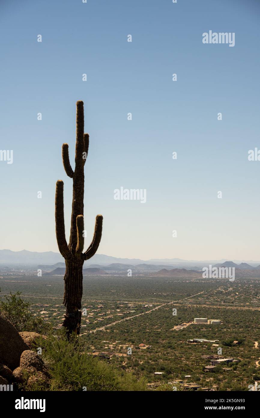 Un cactus de saguaro isolé surplombant Scottsdale, Arizona, depuis Pinnacle Peak Park Banque D'Images