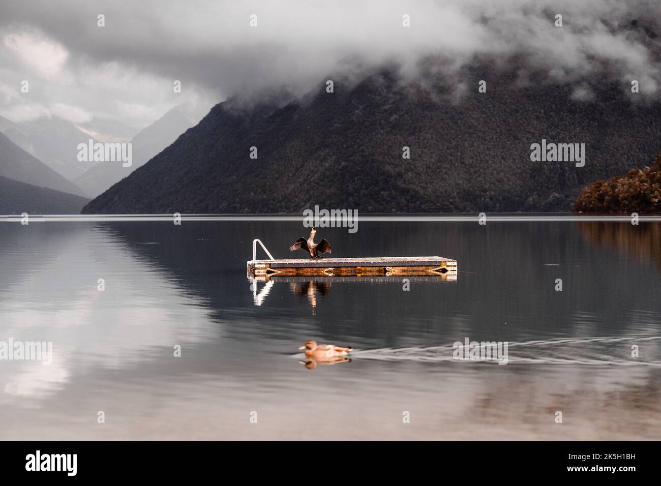 canard nageant calmement dans l'eau calme du lac tandis qu'un gros oiseau déplace ses ailes debout sur la plate-forme en bois entre les grandes montagnes sous un Banque D'Images