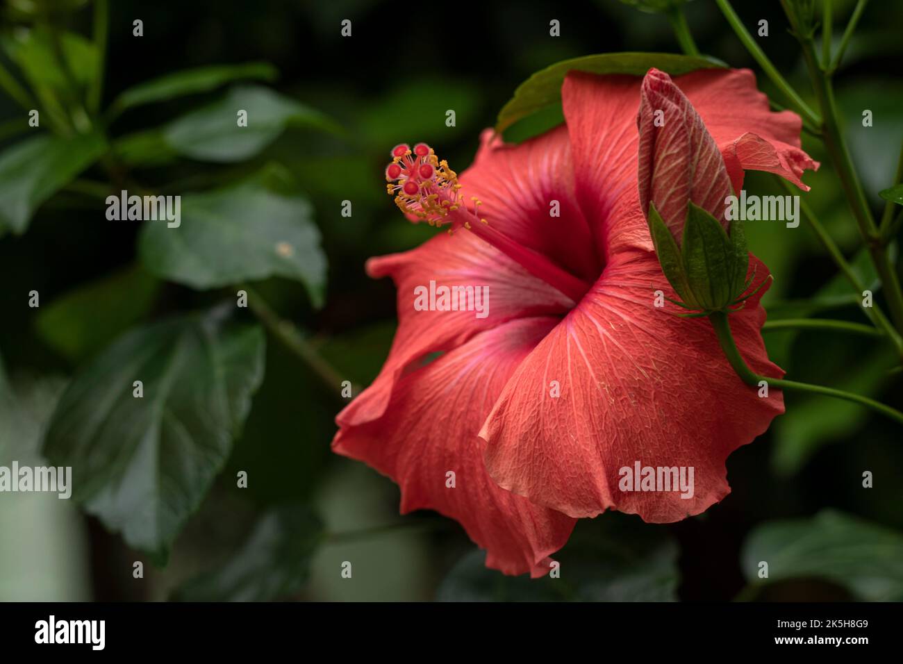 Gros plan de Hibiscus rosa-sinensis, connu familièrement comme hibiscus chinois est largement cultivé comme une plante ornementale. Fleur rouge Chine rose Hibiscus rosa Banque D'Images