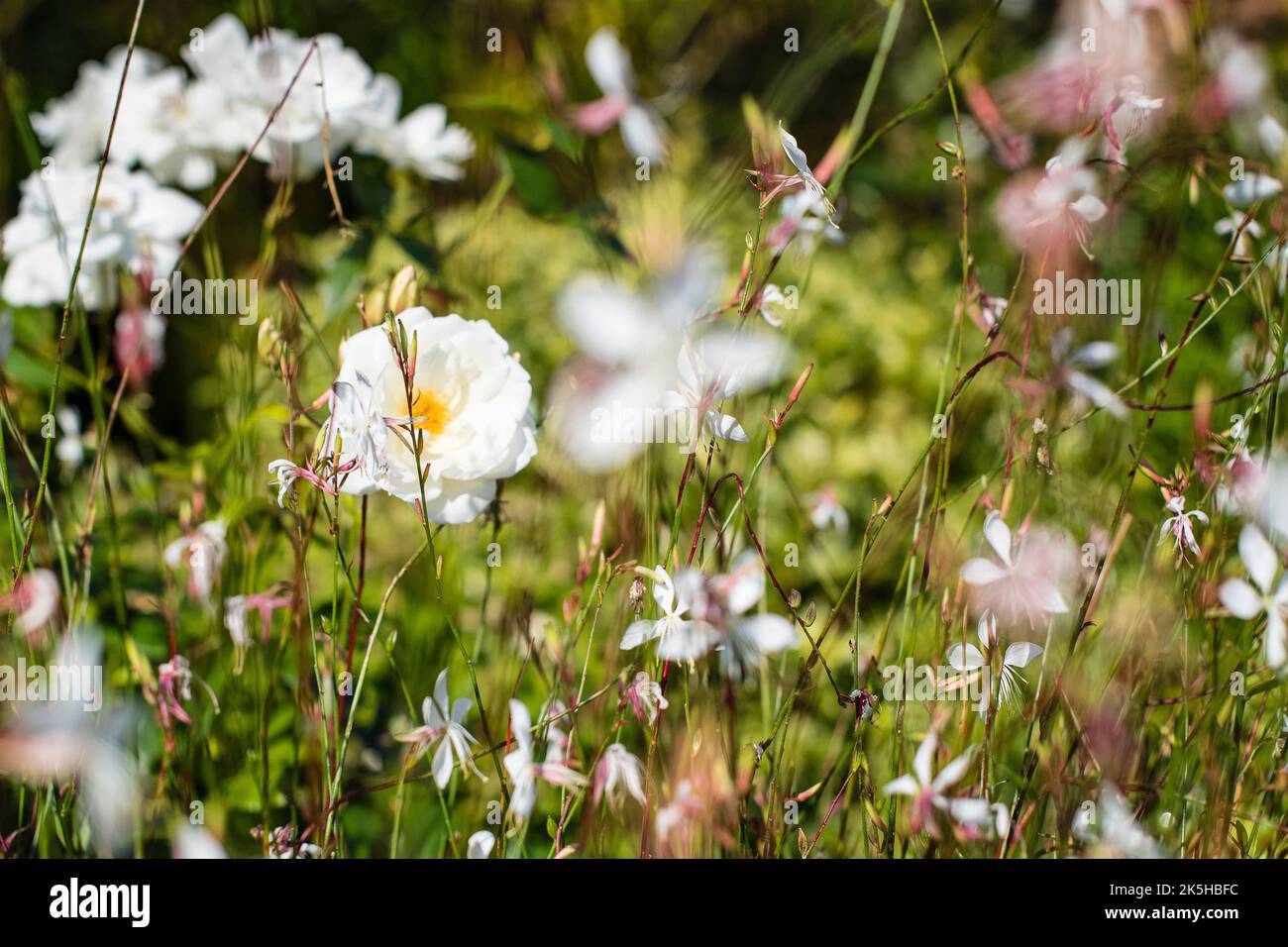 Fleur de COSMOS (Bipinnatus) dans un pré de lumière du soleil 'Popsoy blanc' contraste et lumière du soleil sur les fleurs Banque D'Images