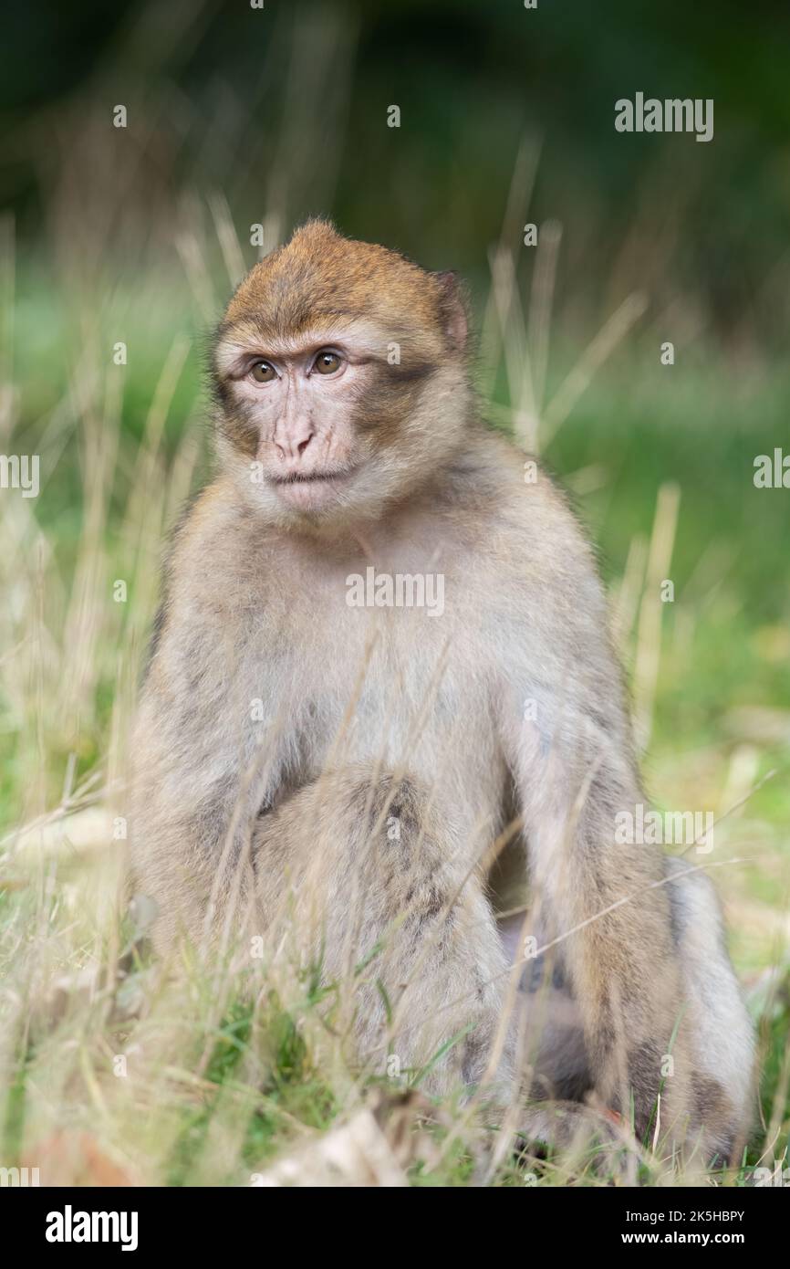 Jeune Barbarie Macaque (Macaca sylvanus) en herbe longue Banque D'Images