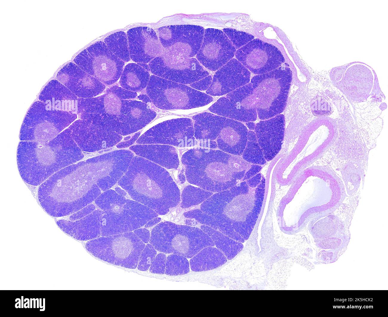 Micrographe microscope à lumière faible puissance montrant un jeune thymus. L'organisation en lobules est clairement vu. Dans chaque lobule, l'app cortex périphérique Banque D'Images
