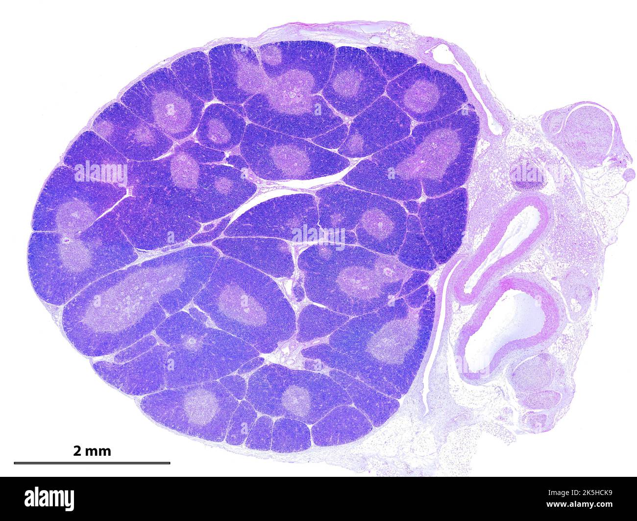 Micrographe microscope à lumière faible puissance montrant un jeune thymus. L'organisation en lobules est clairement vu. Dans chaque lobule, l'app cortex périphérique Banque D'Images
