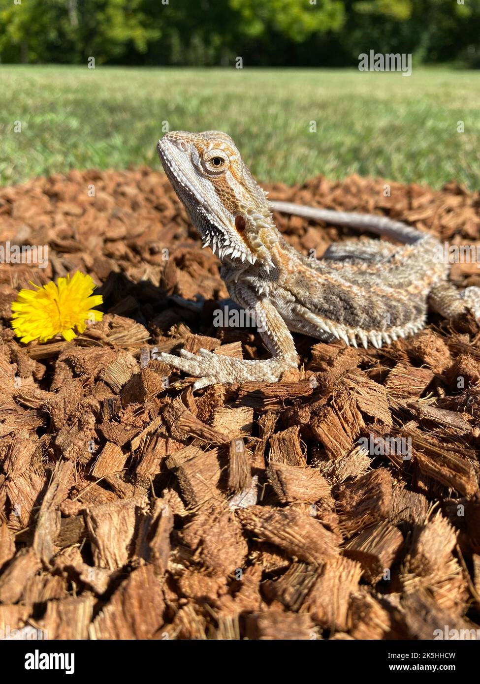 Un cliché vertical d'un dragon barbu qui se couche au soleil à l'extérieur Banque D'Images