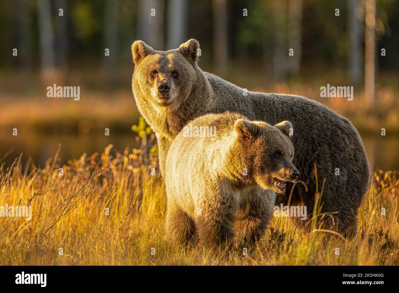 Faune et flore en Finlande. Ours, Wolverine et oiseaux. Banque D'Images