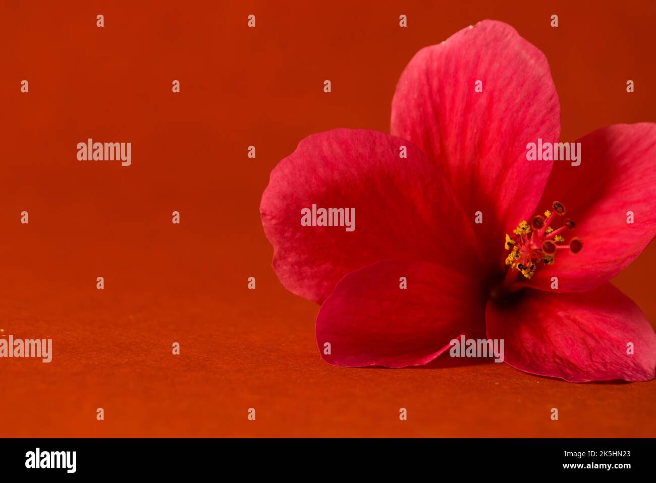 Photo de la rose de chine rouge ou de la fleur d'hibiscus prise sur fond rouge avec espace de copie. Cette fleur est utilisée dans les rituels hindous de puja kali, durga Banque D'Images