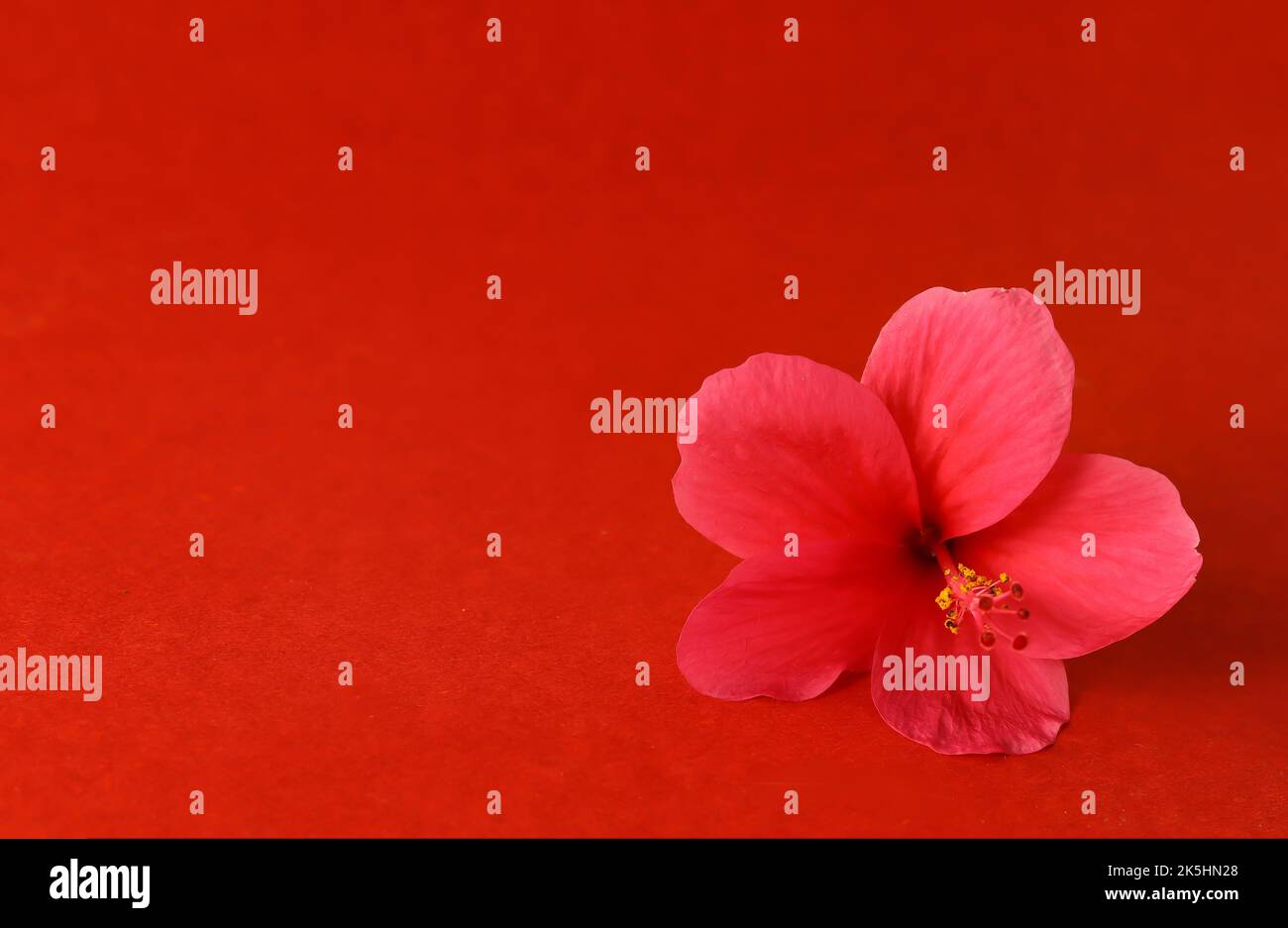 Photo de la rose de chine rouge ou de la fleur d'hibiscus prise sur fond rouge avec espace de copie. Cette fleur est utilisée dans les rituels hindous de puja kali, durga Banque D'Images