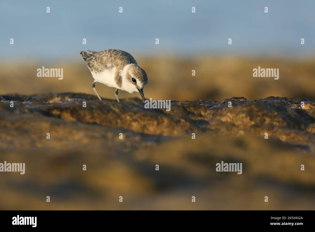 Plumage hivernal au pluvier kentish, Charadrius alexandrinus, Chypre Banque D'Images