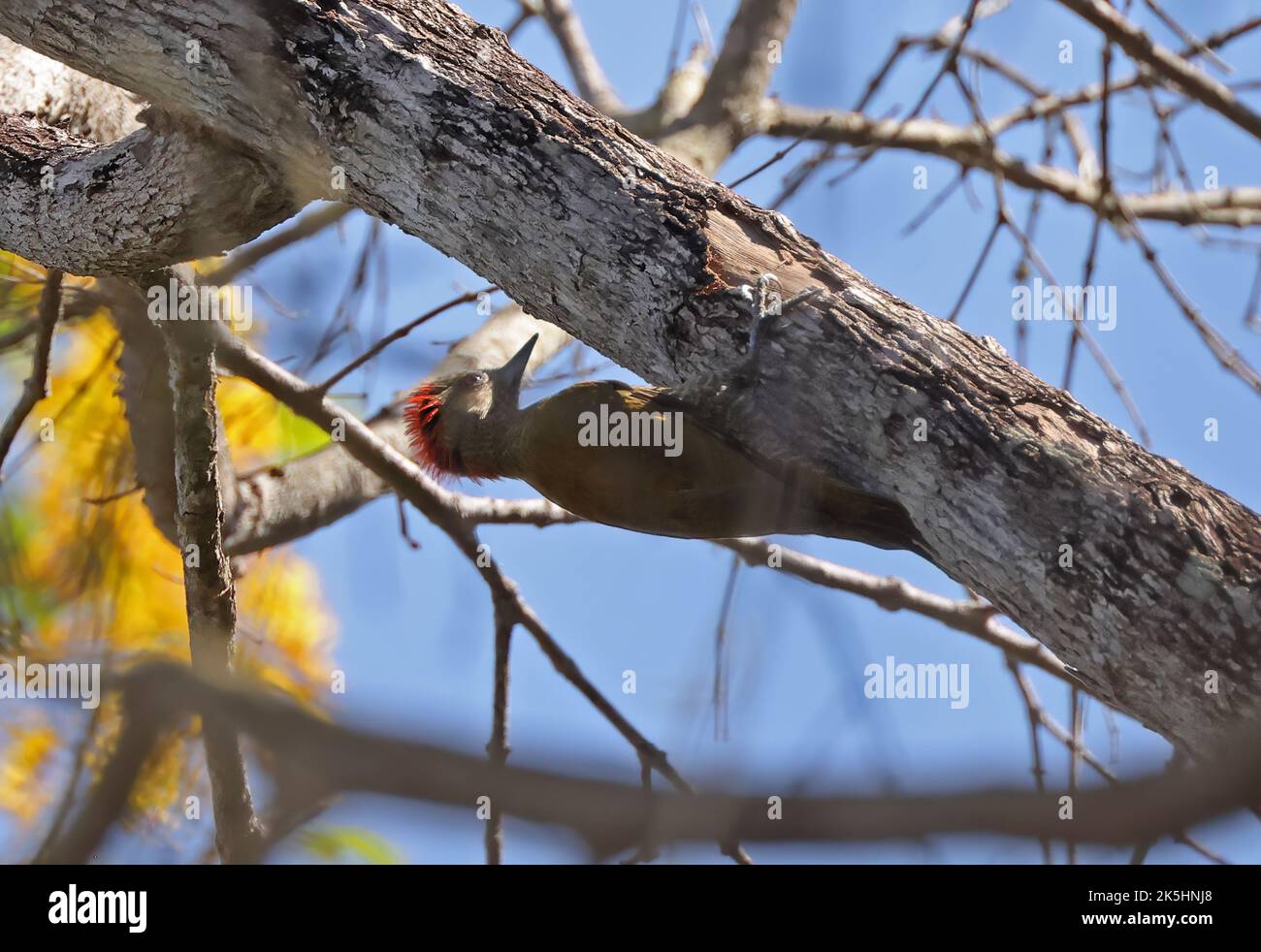 Petit pic (Veniliornis passerinus) adulte mâle accrochant sous la branche Pantanal, Brésil. Juillet Banque D'Images