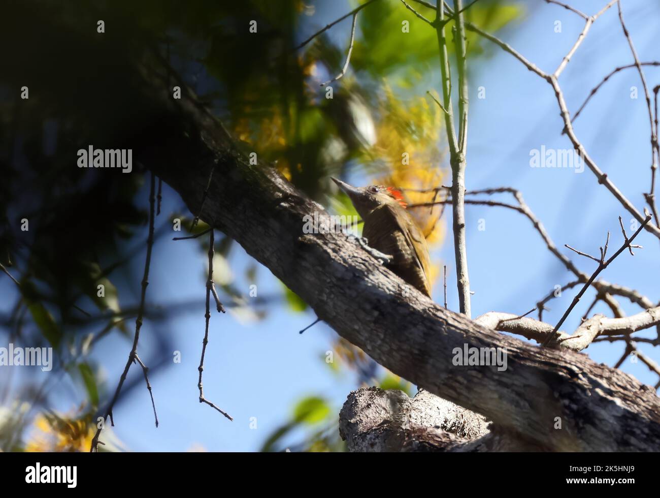 Petit pic (Veniliornis passerinus) adulte mâle perché sur la branche Pantanal, Brésil. Juillet Banque D'Images