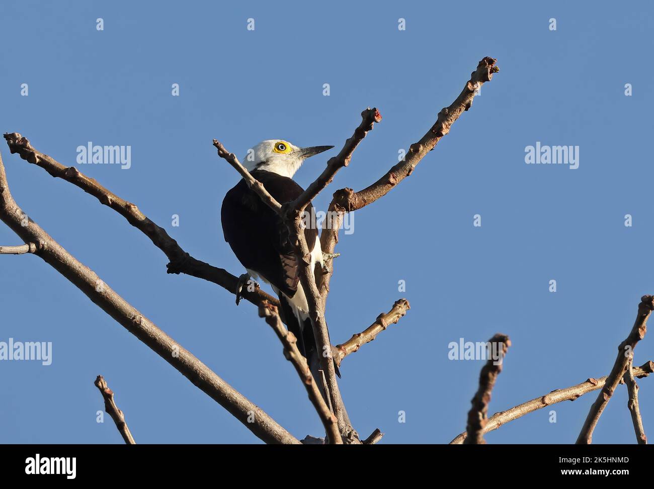 Pic blanc (Melanerpes candidus) adulte perché au sommet de l'arbre mort Mato Grosso, Brésil Juillet Banque D'Images