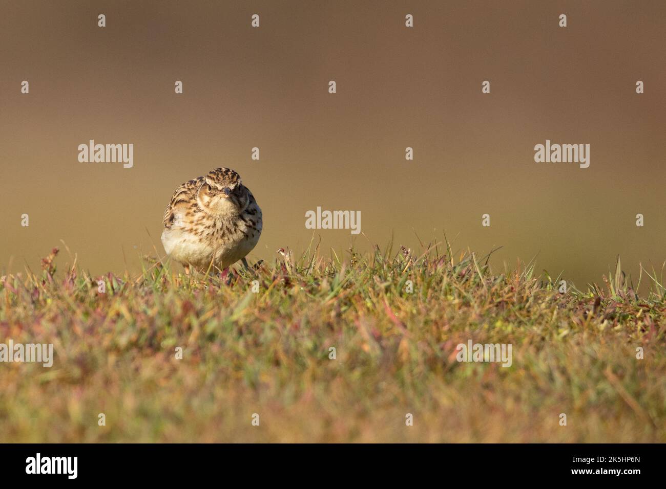 Woodlark, Lullula arborea, Thurley Common, Wood lark Banque D'Images Woodlark, Lullula arborea, Thurley Common, Wood lark Banque D'Images