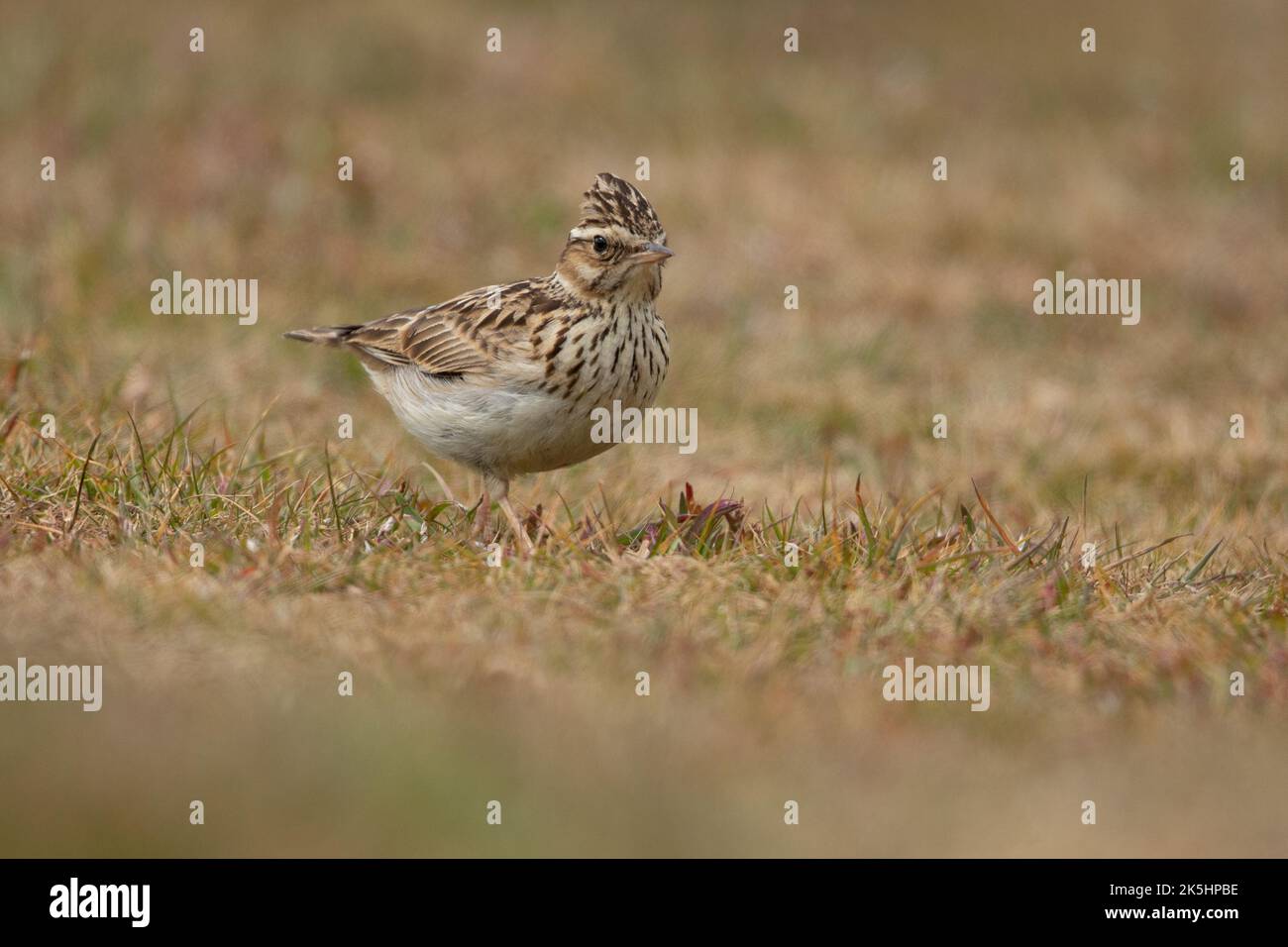 Woodlark, Lullula arborea, Thurley Common, Wood lark Banque D'Images Woodlark, Lullula arborea, Thurley Common, Wood lark Banque D'Images