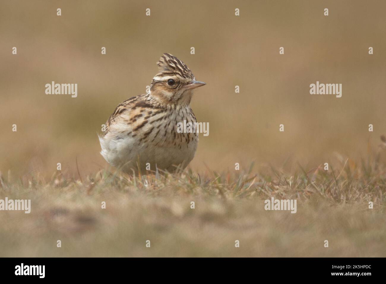 Woodlark, Lullula arborea, Thurley Common, Wood lark Banque D'Images Woodlark, Lullula arborea, Thurley Common, Wood lark Banque D'Images
