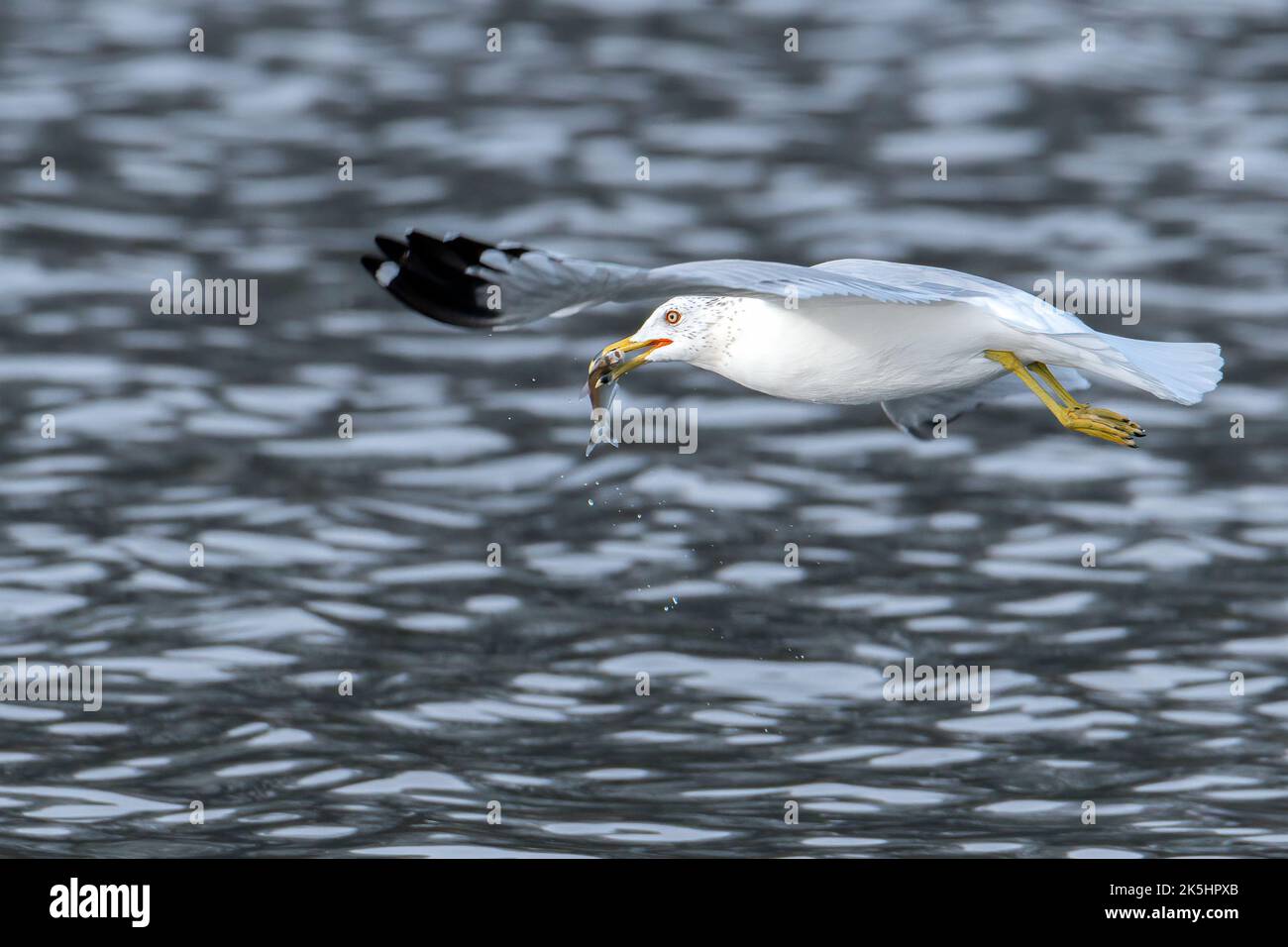 Mouette à bec circulaire volante au-dessus de l'eau avec Un poisson dans sa bouche Banque D'Images