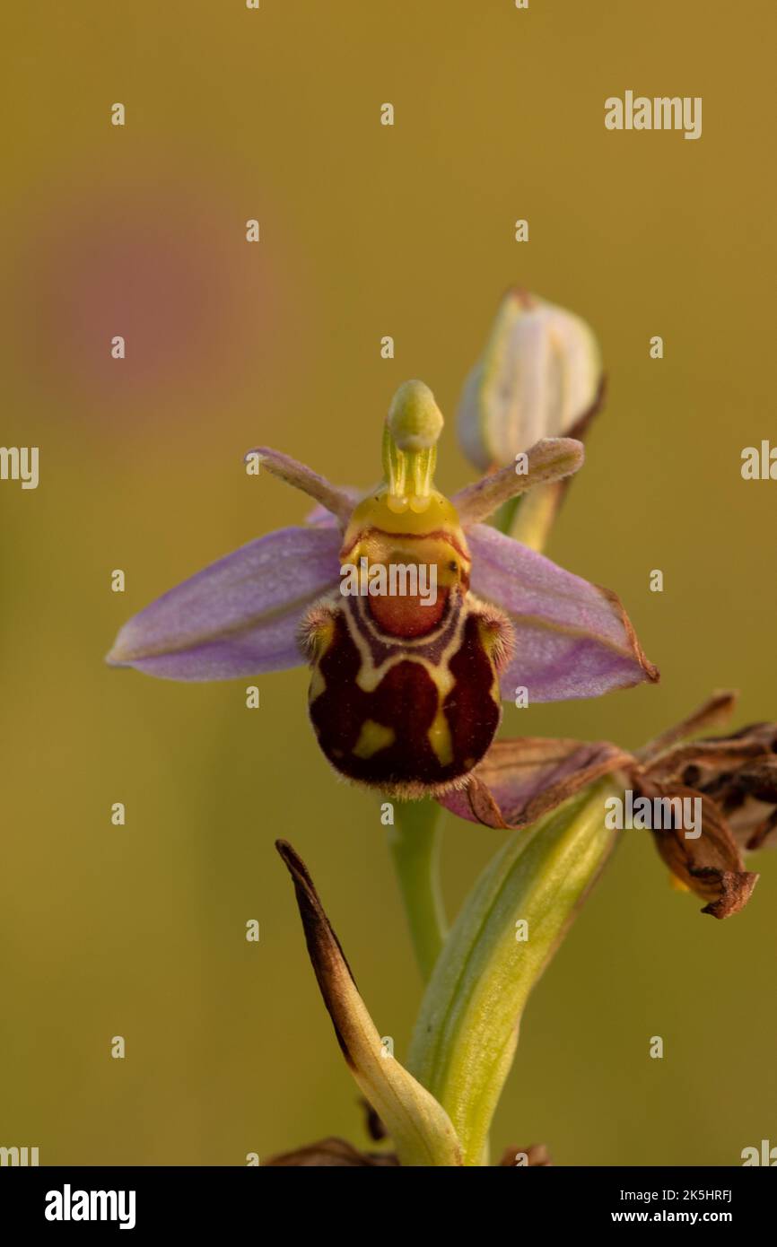 Orchidée d'abeille, Ophrys apifera, Rodbrough Common Banque D'Images