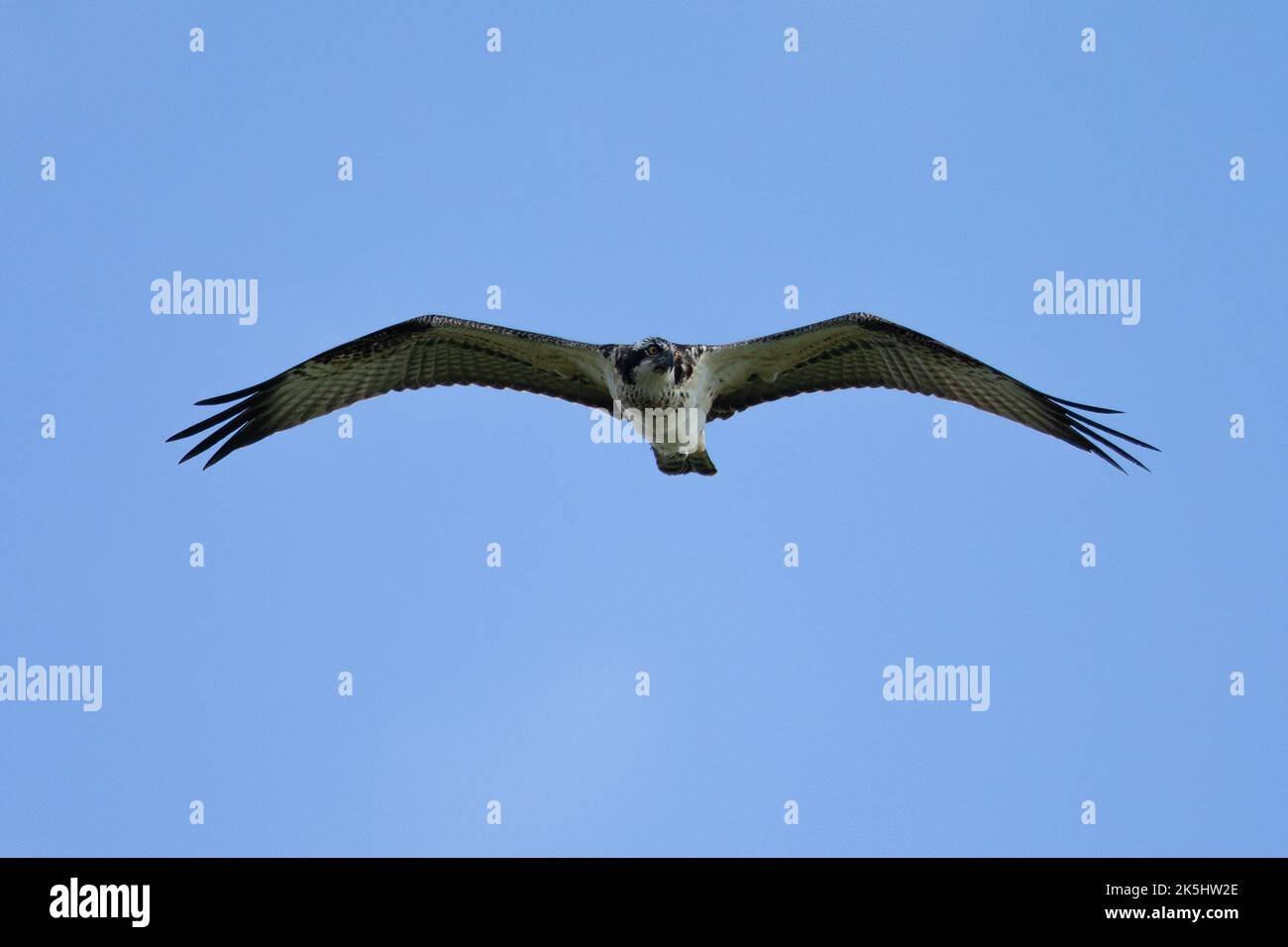 Osprey, Pandion haliatus, réservoir Cheddar, Banque D'Images