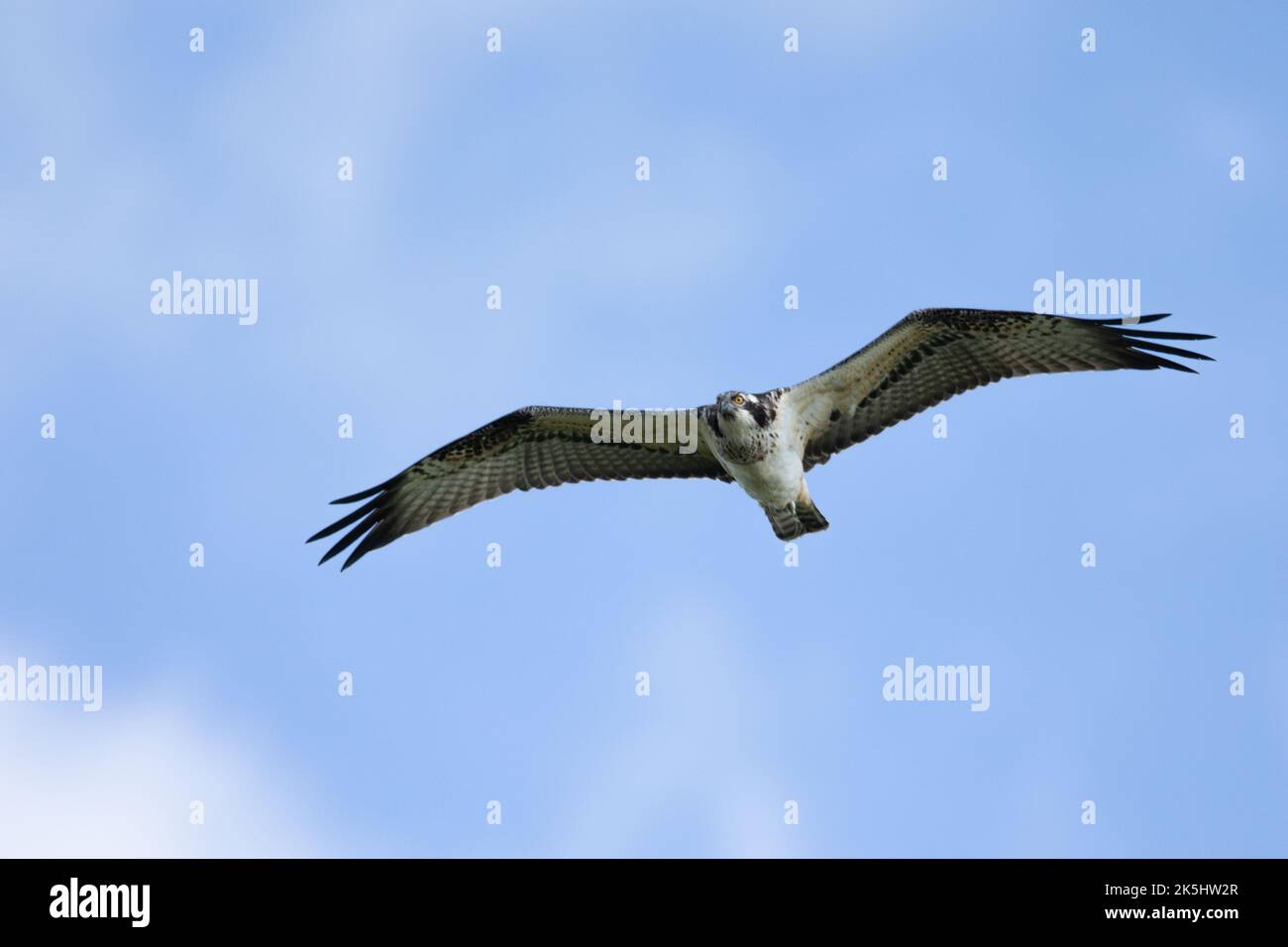 Osprey, Pandion haliatus, réservoir Cheddar, Banque D'Images