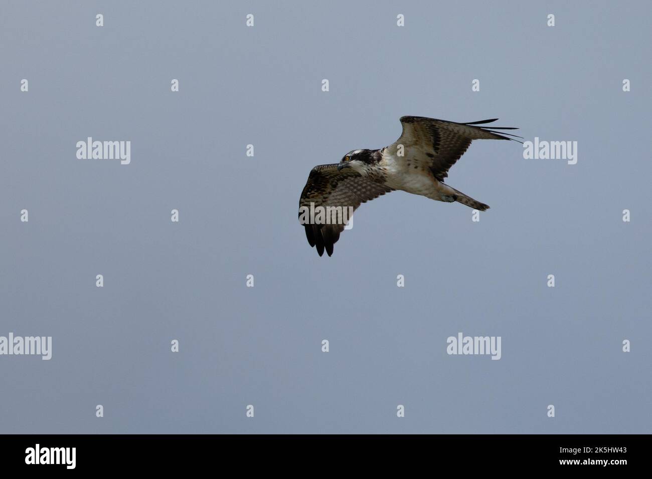 Osprey, Pandion haliatus, réservoir Cheddar, Banque D'Images