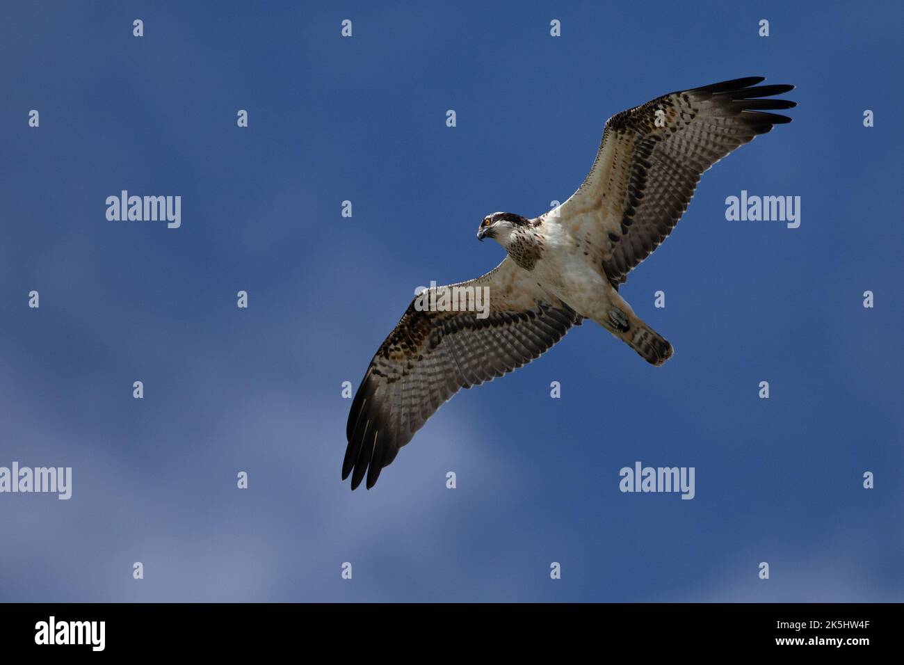 Osprey, Pandion haliatus, réservoir Cheddar, Banque D'Images