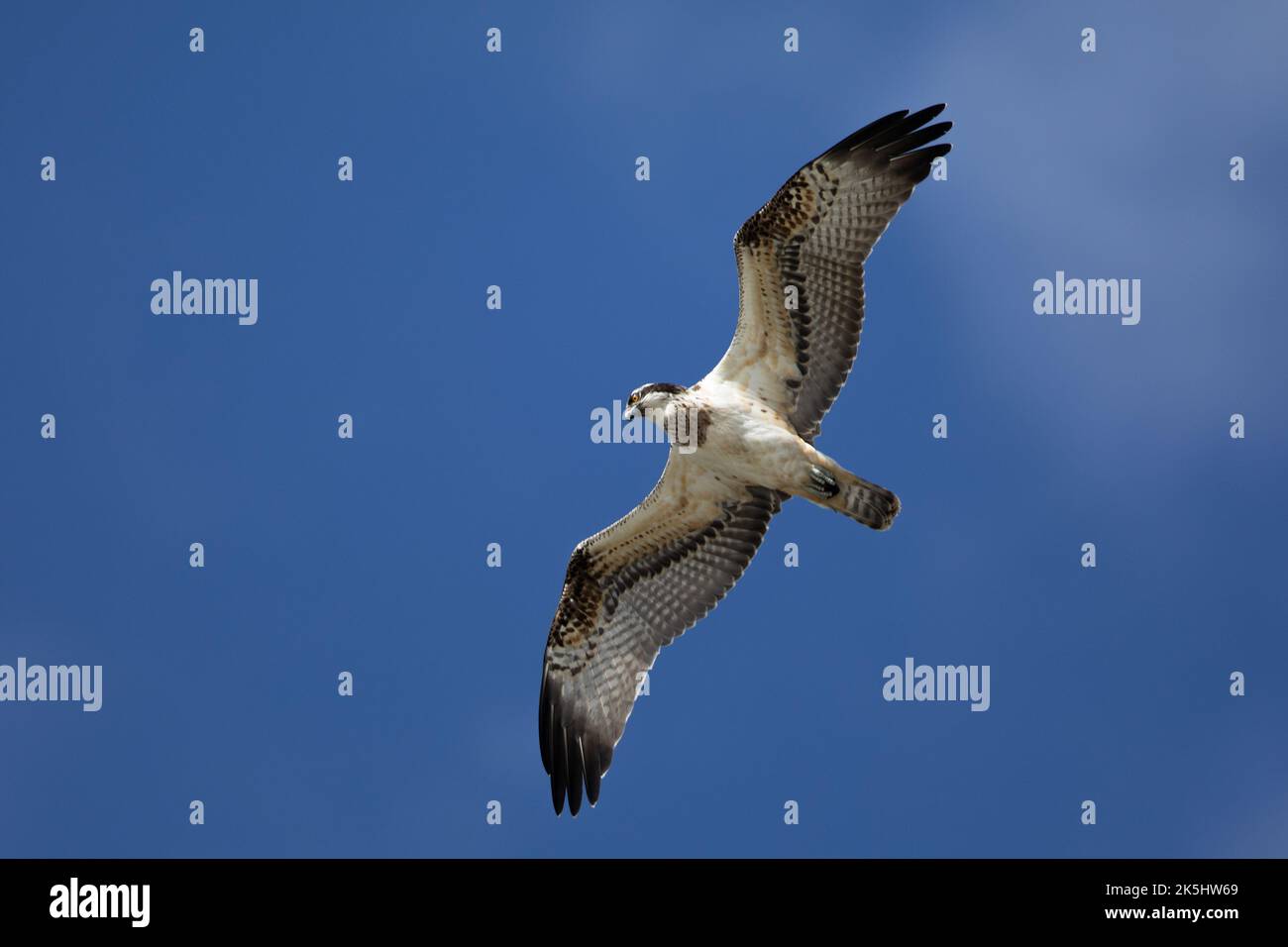 Osprey, Pandion haliatus, réservoir Cheddar, Banque D'Images
