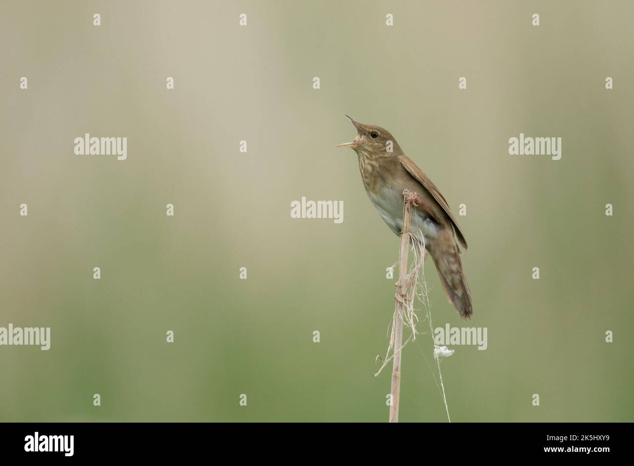 Paruline de rivière, Locustella fluviatilis, mur de jambon RSPB. Banque D'Images