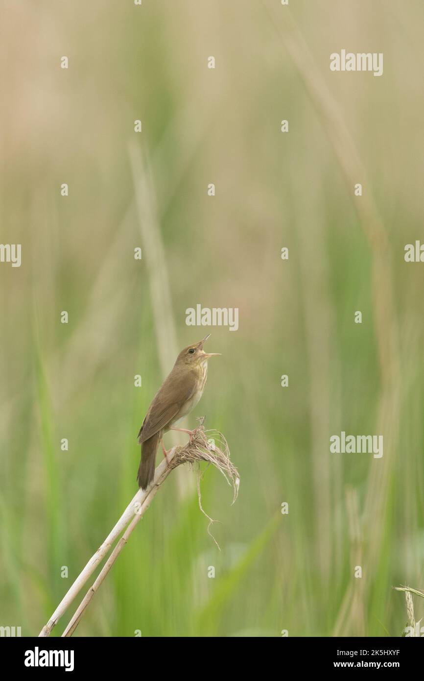 Paruline de rivière, Locustella fluviatilis, mur de jambon RSPB. Banque D'Images