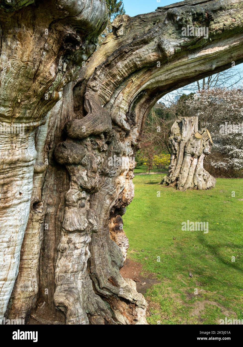 Souches massives de tronc de châtaignier sucré (Castanea sativa) dans les jardins de Sheffield Park, East Sussex, Angleterre, Royaume-Uni Banque D'Images